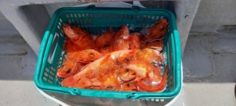 大船渡市三陸町で釣れたユメカサゴです。