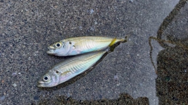 釜石の漁港で釣れたアジです。