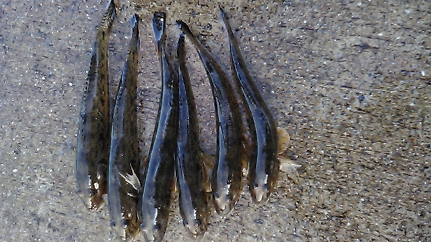 釜石の漁港で釣れたハゼです。