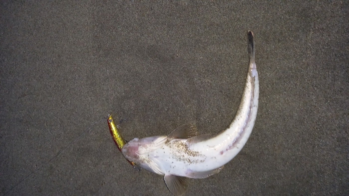 岩手県南のサーフで釣れたマゴチです。