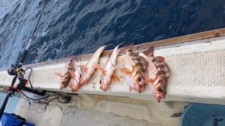 大船渡三陸町吉浜湾で釣れたメガラです。