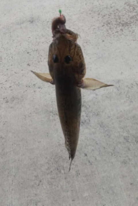 岩手県釜石の漁港で釣れたハゼです。
