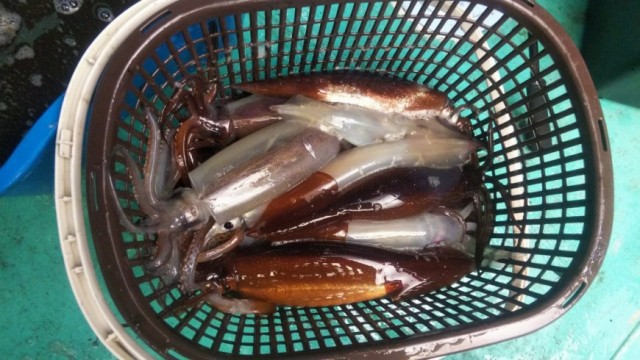 岩手県大船渡市三陸町のイカメタルで釣れたヤリイカとスルメイカです。