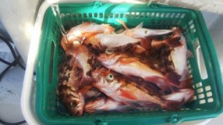 大船渡市三陸町の漁港から出船して釣れたメガラです。